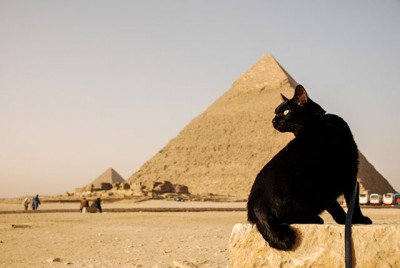 世界を旅するネコ 前編 訪れた国 なんと37ヵ国 猫と行く海外旅行の秘訣とは Oricon News