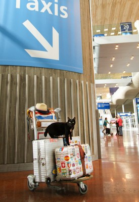世界を旅するネコ 前編 訪れた国 なんと37ヵ国 猫と行く海外旅行の秘訣とは Oricon News