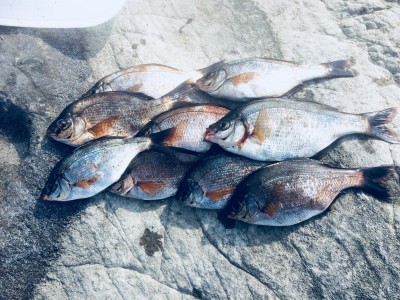 春を告げる ウミタナゴ を釣って食す Oricon News