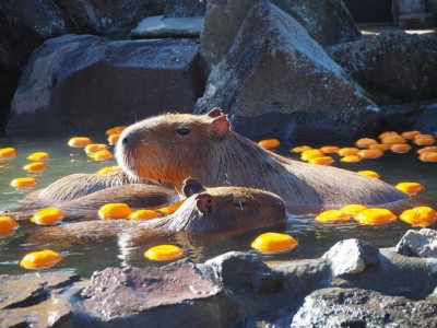 伊豆シャボテン動物公園でほのぼのカピバラ一家の温泉入浴 Oricon News