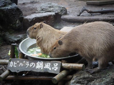 伊豆シャボテン動物公園でほのぼのカピバラ一家の温泉入浴 Oricon News