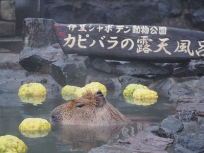 伊豆シャボテン動物公園でほのぼのカピバラ一家の温泉入浴 Oricon News