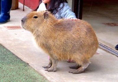 元祖カピバラの露天風呂 伊豆シャボテン動物公園の冬は大盛り上がり Oricon News