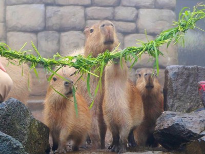 元祖カピバラの露天風呂 伊豆シャボテン動物公園の冬は大盛り上がり Oricon News