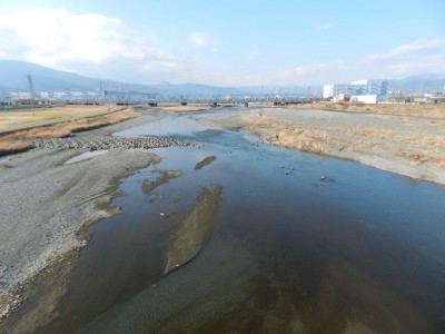 酒匂川の河口 小田原市 は水鳥の名所 思わぬ珍鳥の姿も Oricon News