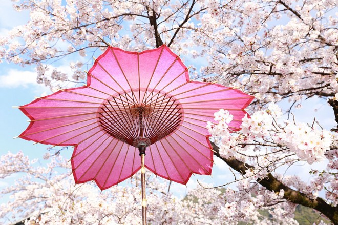 パッと花咲く和傘の桜！「和傘CASA」モダン岐阜和傘の世界 | ORICON NEWS