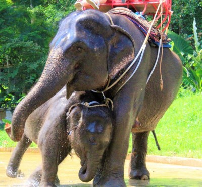 タイでトラと写真が撮れる穴場！アクアリウム＆タイガー動物園 | ORICON NEWS