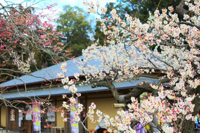 素晴らしい大名庭園 水戸 偕楽園 で出会える風流な梅の花 Eltha エルザ