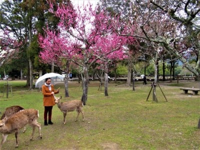 鹿もお出迎え 奈良公園 片岡梅林から天神社へ早春の梅めぐり Oricon News