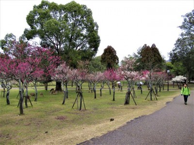 鹿もお出迎え 奈良公園 片岡梅林から天神社へ早春の梅めぐり Oricon News