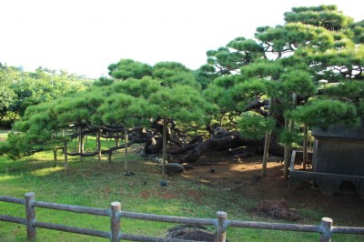 伊平屋島のシンボル！「念頭平松」は沖縄二大名松のひとつ | ORICON NEWS