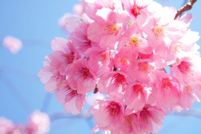 横浜緋桜も 横浜市 岸根公園 は大人気のお花見スポット Oricon News