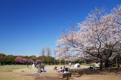 横浜緋桜も 横浜市 岸根公園 は大人気のお花見スポット Oricon News