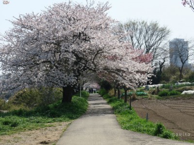 千葉 八千代市 新川千本桜 は両岸10本 サイクリングもおすすめ Oricon News