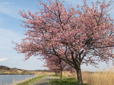 千葉 八千代市 新川千本桜 は両岸10本 サイクリングもおすすめ Oricon News