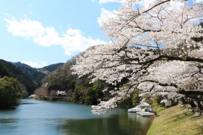静かな湖と桜並木のコラボが美しい 埼玉 鎌北湖 の春景色 Oricon News