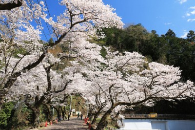 静かな湖と桜並木のコラボが美しい 埼玉 鎌北湖 の春景色 Oricon News
