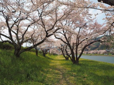 島根県の桜スポット 三刀屋川河川敷 圧巻の桜色と御衣黄の黄緑 Oricon News