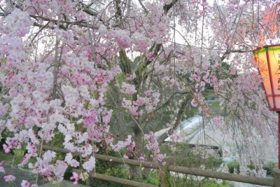 超激レア 島根 三刀屋 で花びらまで緑色の桜を堪能せよ Oricon News