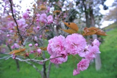 超激レア 島根 三刀屋 で花びらまで緑色の桜を堪能せよ Oricon News