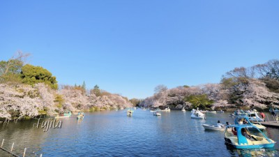 井の頭公園の桜はライトアップも必見 東京の人気花見名所 Oricon News