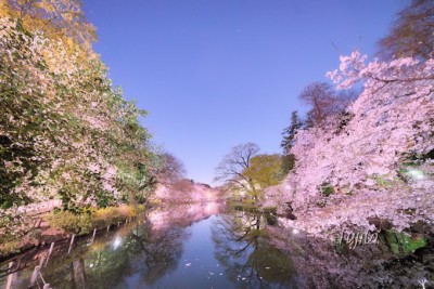 井の頭公園の桜はライトアップも必見 東京の人気花見名所 Oricon News