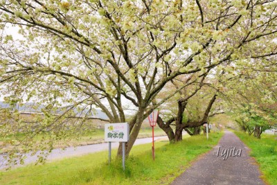 御衣黄 は珍しい緑色の桜 島根 三刀屋河川敷公園の桜並木 Oricon News