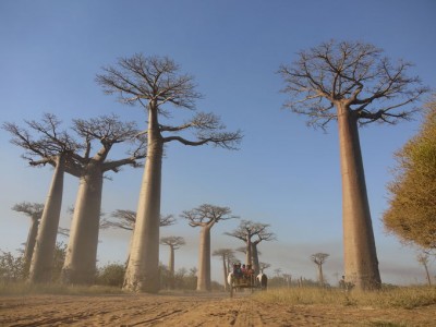 神秘の巨木に暮れる絶景サンセット！マダガスカル「バオバブの並木道