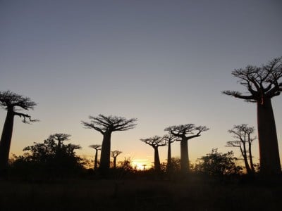 神秘の巨木に暮れる絶景サンセット！マダガスカル「バオバブの並木道