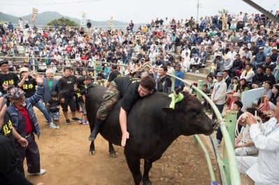 徳之島のちょっと可愛い闘牛に癒されたい！500年で初のふれあい体験 | ORICON NEWS