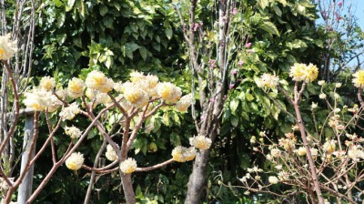 花と河童にほっこり癒されよう 神奈川県大和市 常泉寺 Oricon News