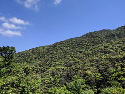 ジュラ紀に迷い込む？奄美大島「金作原」原生林トレッキングツアー | ORICON NEWS