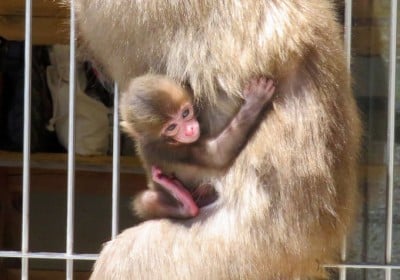 波勝崎モンキーベイ」野生のサルとふれあい！南伊豆の絶景岬へGo | ORICON NEWS