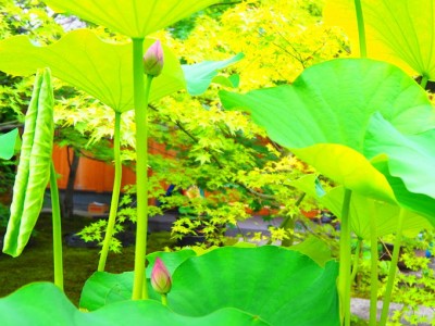 写真:古都の U助