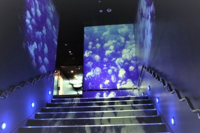 新クラゲエリア誕生 サンシャイン水族館 海月空感 くらげくうかん Oricon News