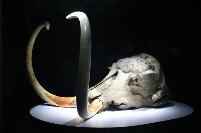 マンモス展が大阪で開催！愛・地球博のユカギルマンモスも登場