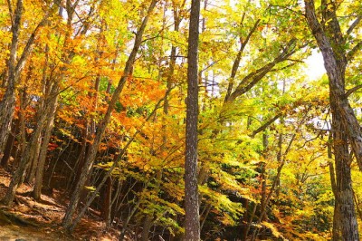 みずがき山自然公園も 山梨 瑞牆山 周辺は絶景紅葉の宝庫 Oricon News