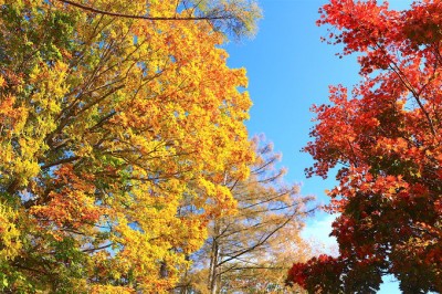 みずがき山自然公園も 山梨 瑞牆山 周辺は絶景紅葉の宝庫 Oricon News