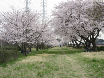 ラストは桜のトンネル 千葉 花見川 で堪能したい全長４kmの桜道 Oricon News