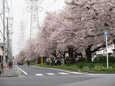 ラストは桜のトンネル 千葉 花見川 で堪能したい全長４kmの桜道 Oricon News