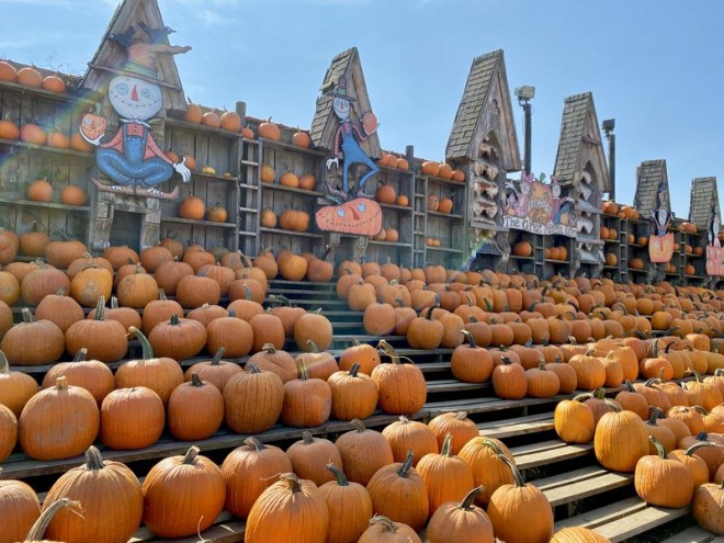 NY「The Great Pumpkin Farm」のパンプキン・パッチで秋を満喫