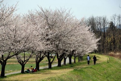 田園風景に桜並木が弧を描く 埼玉県嵐山町 都幾川桜堤 Oricon News