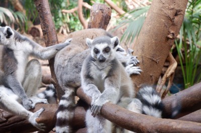 可愛いが満載！アムステルダムの歴史ある「アルティス動物園
