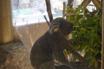 人気動物から希少動物まで 森の動物園 横浜 金沢動物園 Oricon News