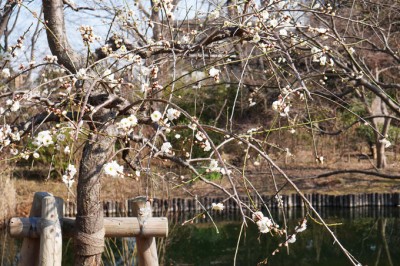 東京 向島百花園 で観梅 江戸町人の美意識を味わう早春散歩 Eltha エルザ