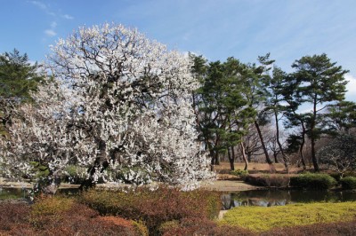 神苑梅林 梅宮大社神苑 ― 京都市右京区の庭園。 | 庭園情報メディア【おに
