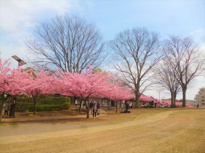 宇都宮で河津桜 宇都宮城址公園 で2月 4月まで街ナカお花見 Eltha エルザ