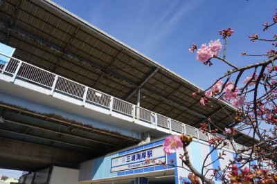 春を先取り 早春を鮮やかな春色に彩る三浦海岸の河津桜 Eltha エルザ