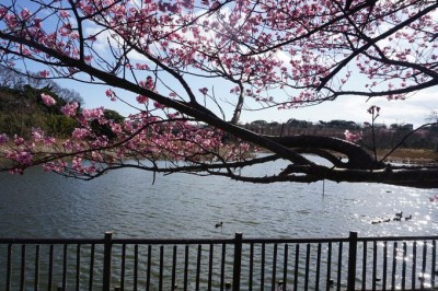 春を先取り 早春を鮮やかな春色に彩る三浦海岸の河津桜 Eltha エルザ