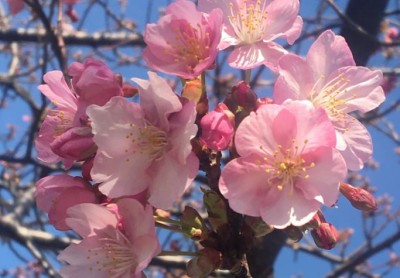 春を先取り 早春を鮮やかな春色に彩る三浦海岸の河津桜 Eltha エルザ